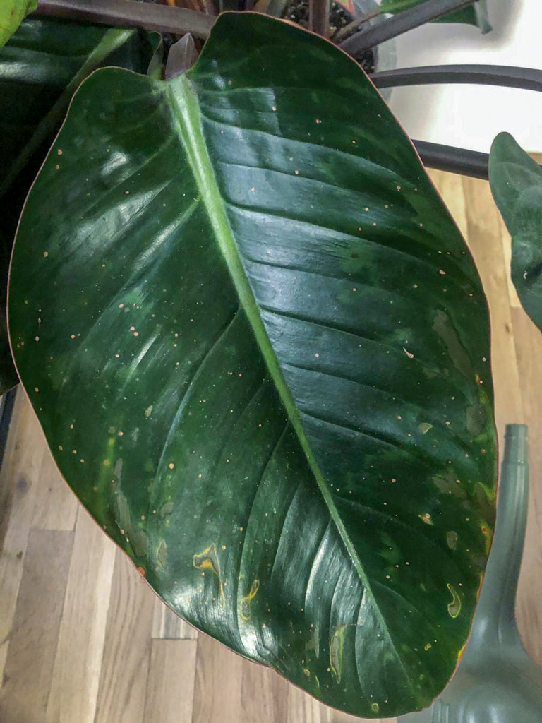 How to identify and treat leaf fungus.