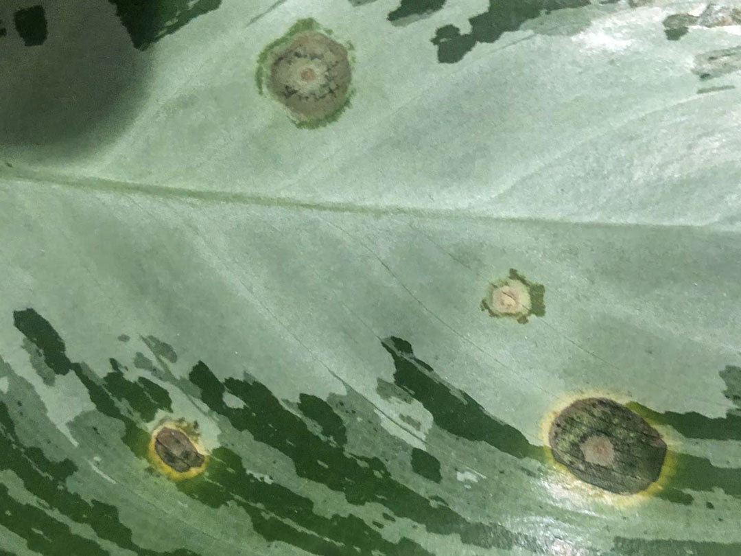 Leaf fungus infection.