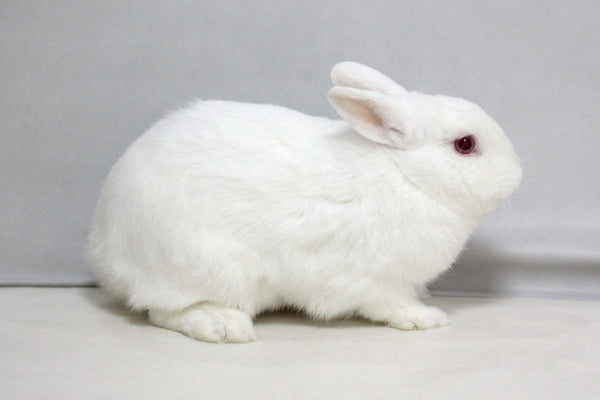 Neutering Rabbit Philippines