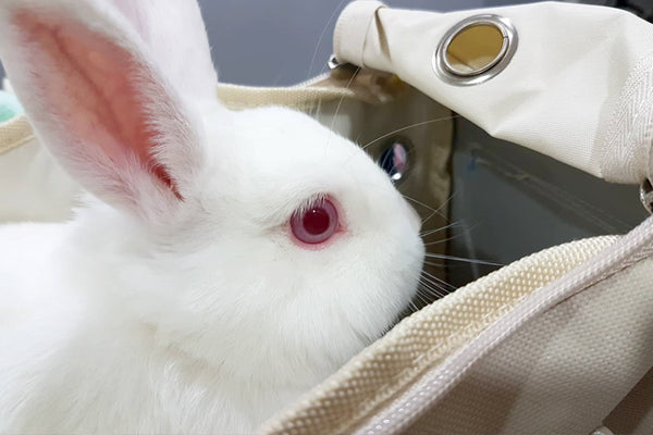 Neutering Rabbits Philippines