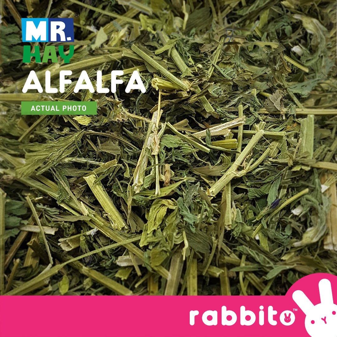 Alfalfa hay