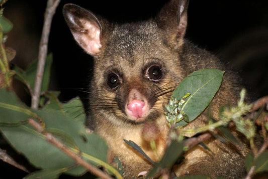 Why do you use Possum fibre?