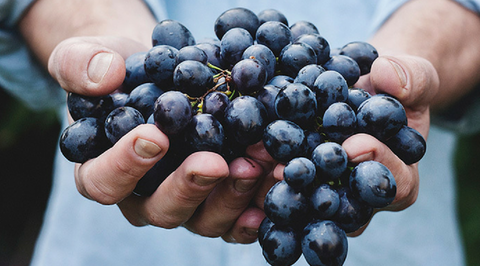 red-grapes-with-hands