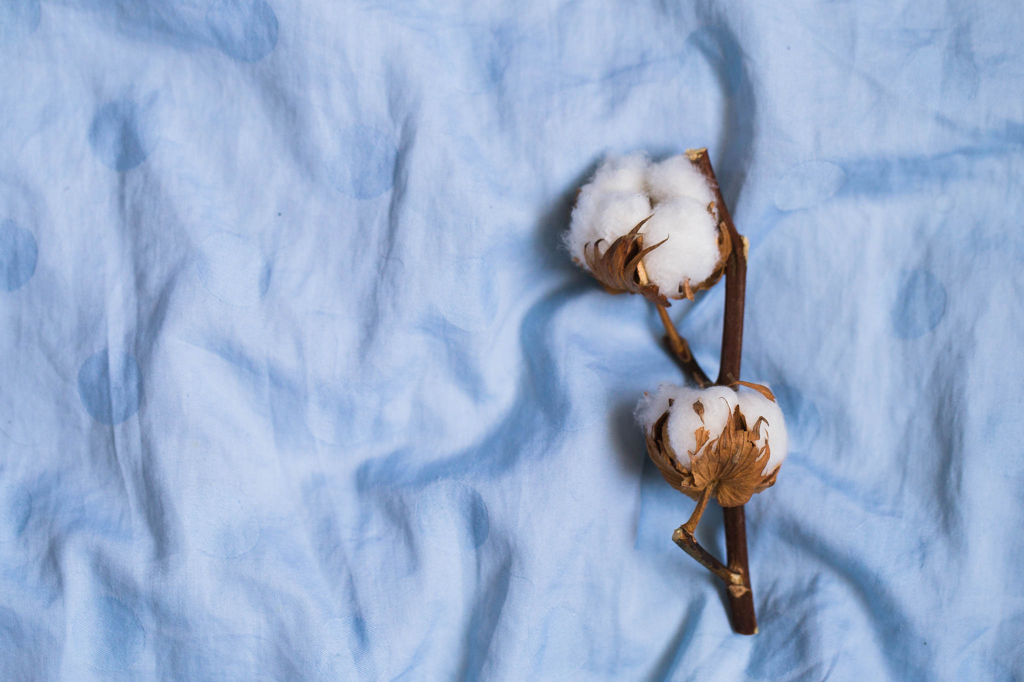 cotton flower on blue cloth, what is terry cloth
