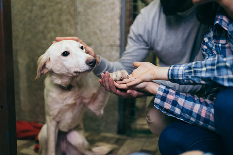 a couple who like a dog in animal shelter