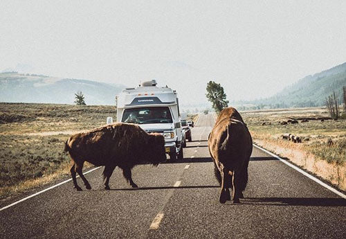 Bisons are in the middle of the road during roadtrip