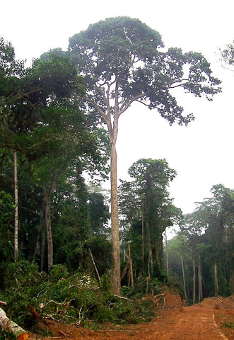 The Sapele Tree