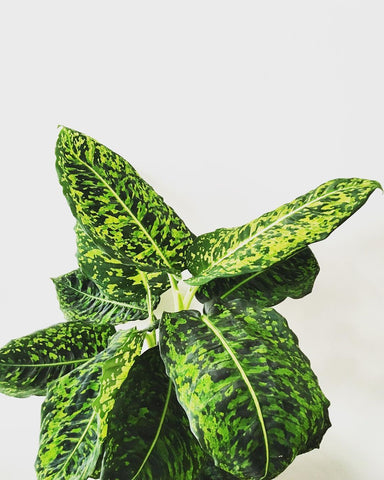 Dieffenbachia Reflector , Sigøjnerblad, living with plants, green living, planter, dark rooms, stueplante, grøn, grønnehjem 