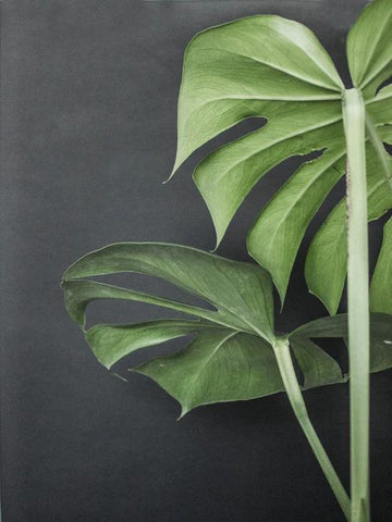 Monstera Deliciosa, Philodendron, greens, planter, plants, living with greens, green living, grønne hjem, Monstera