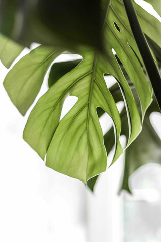 Monstera Deliciosa, Philodendron, greens, planter, plants, living with greens, green living, grønne hjem, Monstera