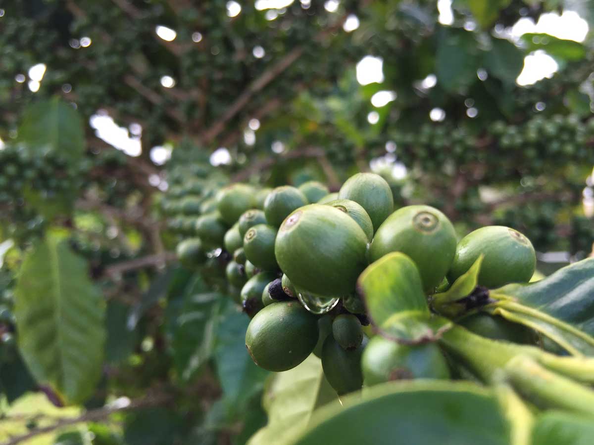 green coffee beans growing on a coffee plant