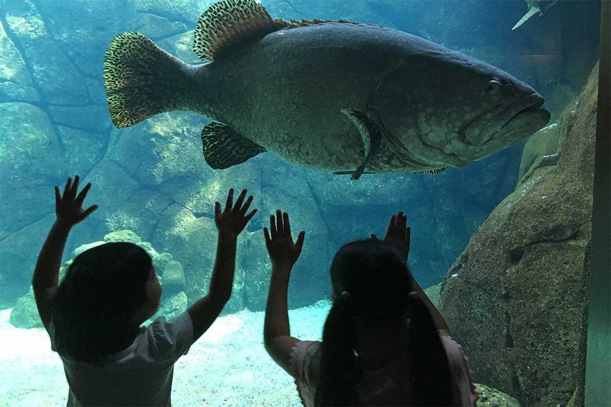 kids looking at a big fish at an aquarium