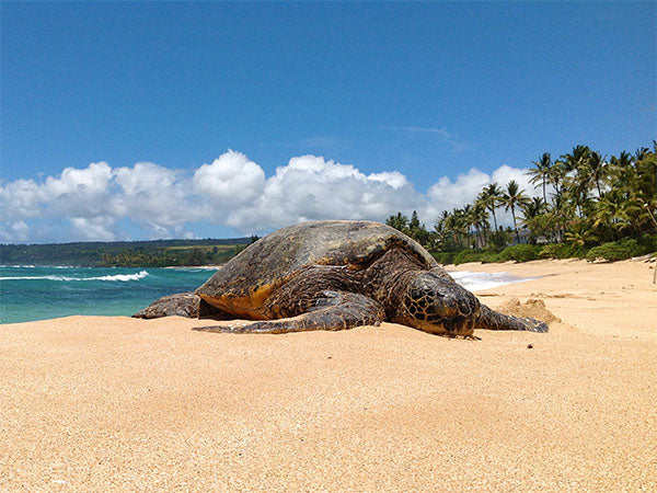 resting turtle at Papailoa Beach