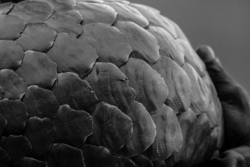 Pangolin conservation south africa