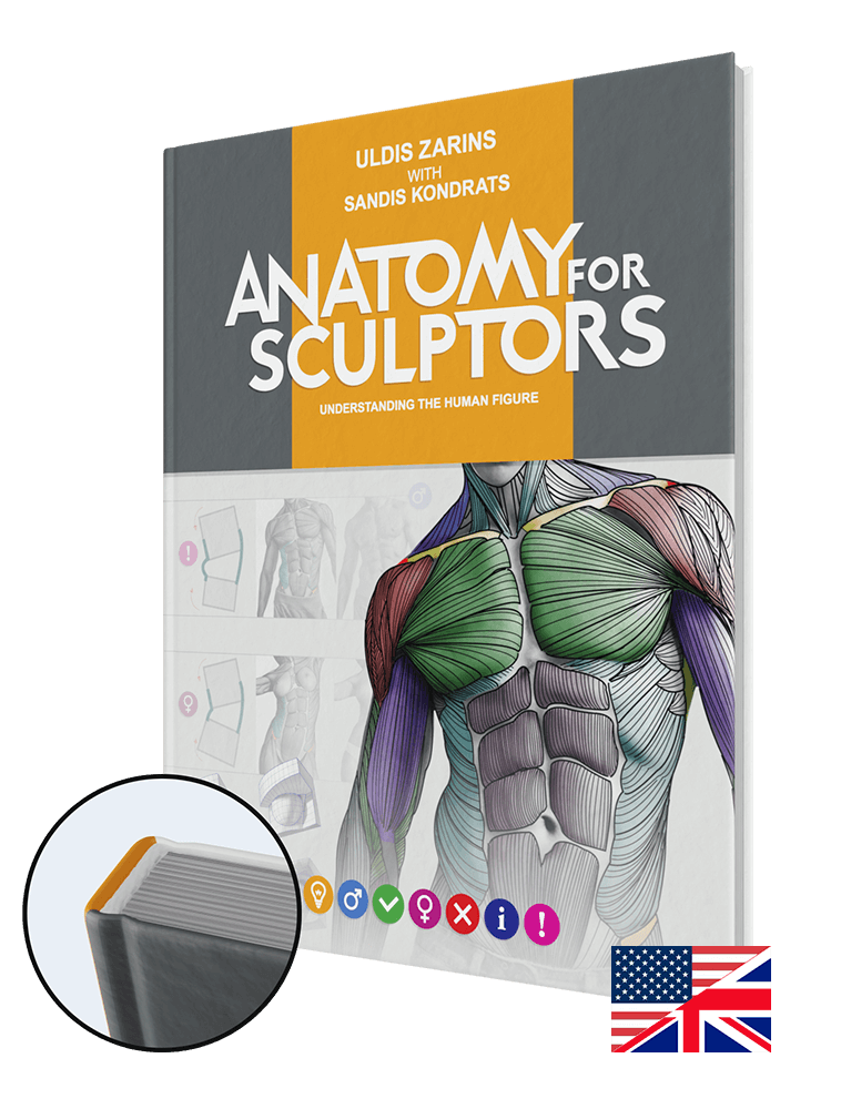 Anatomy For Sculptors Pdf Ebook 276