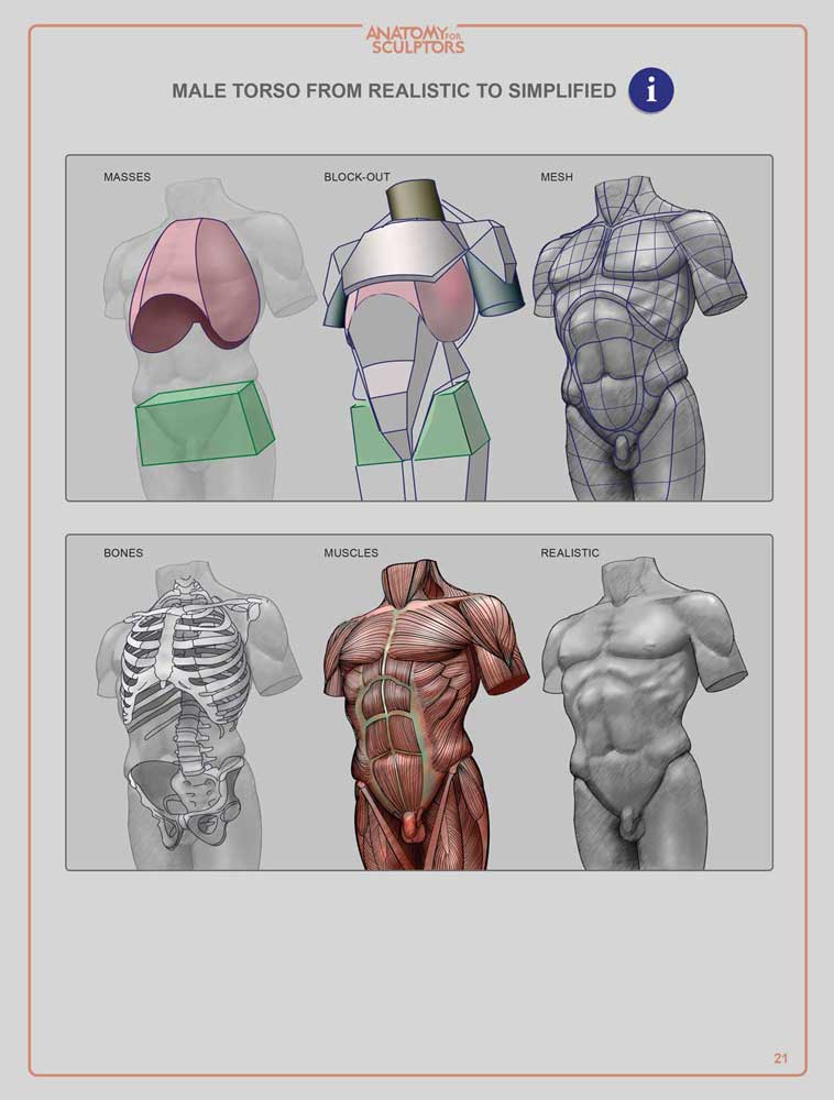 anatomy for sculptors understanding the human figure pdf