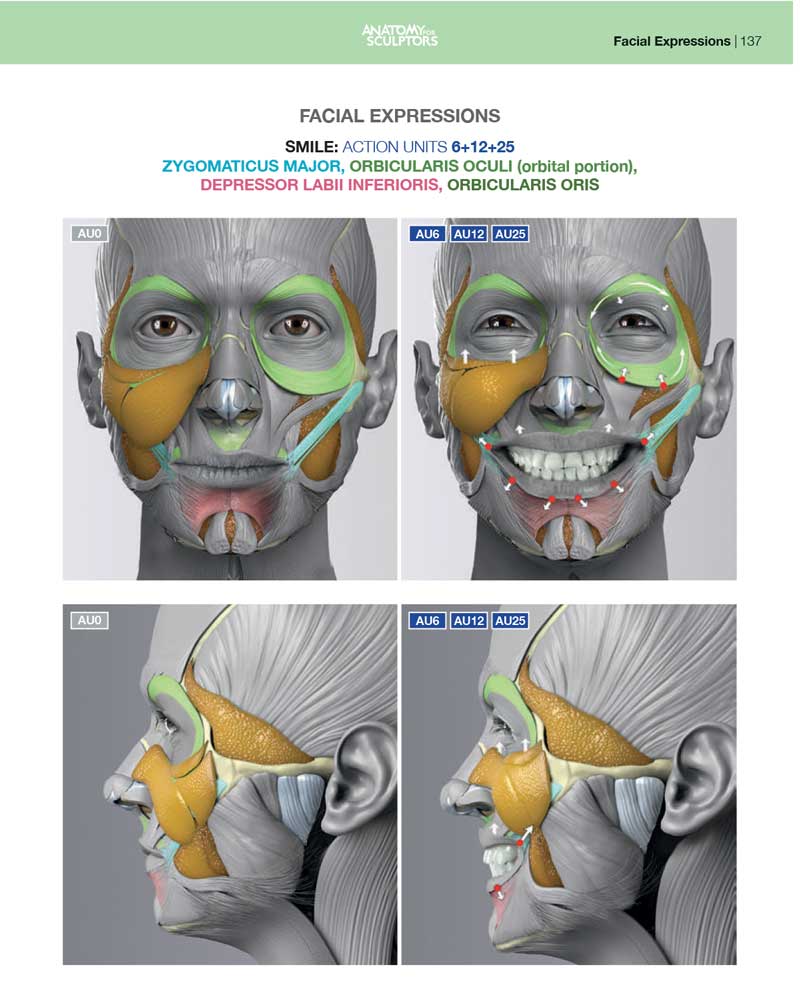 Anatomy of Facial Expression - Paperback (English) – Anatomy For Sculptors