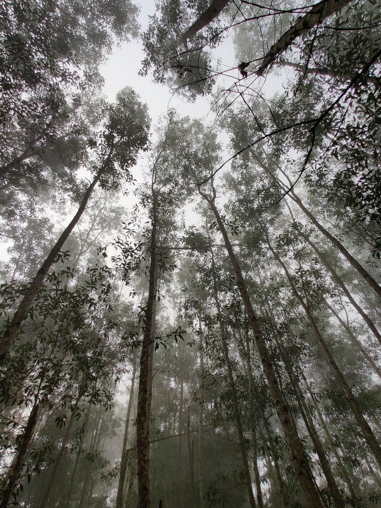 La canopée d'une forêt