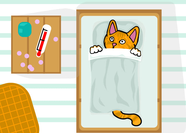 What To Do If Your Kitten Has A Fever