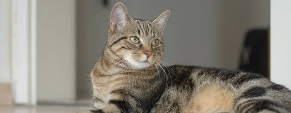 types of domestic shorthair cats