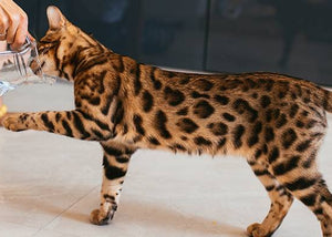 bengal cat breeds playing with water