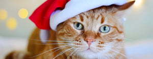 cat wearing santa hat christmas