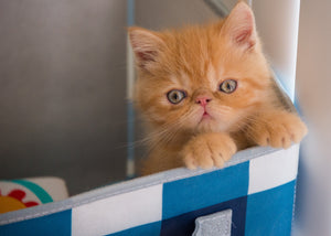 Ginger-kitten-in-box