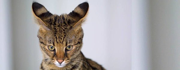 rarest domestic cat in the world