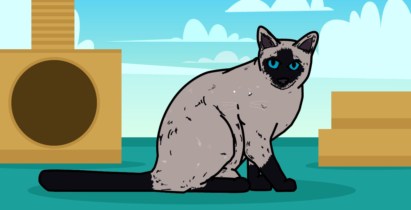 Illustration of Siamese Cat
