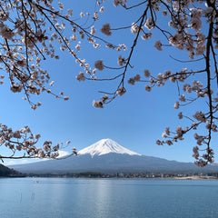 Mt Fuji, cherry blossom season 2019- The Tea Nomad travels