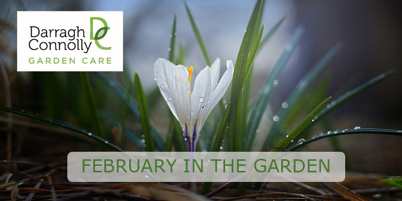 February in the Garden with Wigoders Guest Blogger Darragh Connolly