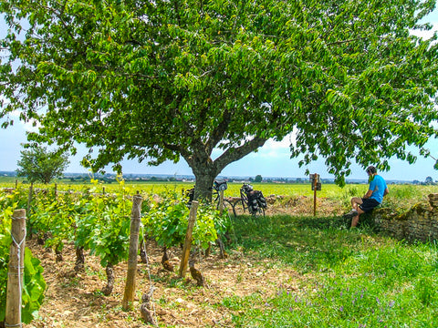 Cycling Burgundy vineyards and cherry trees ConnalKit