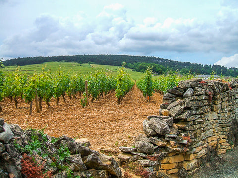 Vineyards of Burgundy ConnalKit