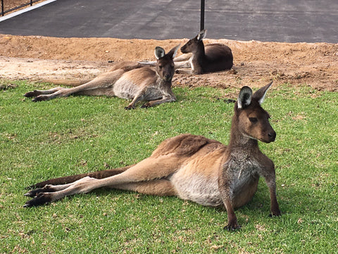 Dunsborough cycling locals - kangaroos