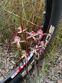 Cycling Dunsborough Spring Orchids