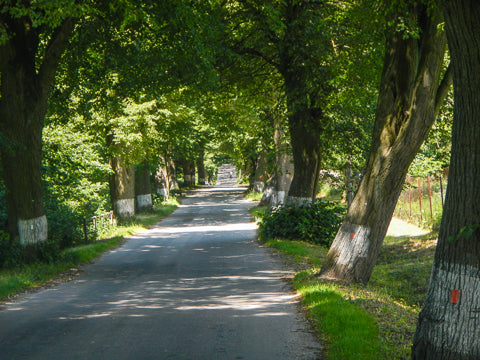 Cycling Tour Třešť Czech oak tunnels ConnalKit