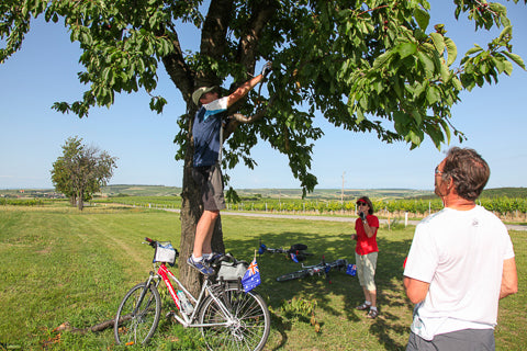Cycling Tour Czech roadside cherries Connal Kit