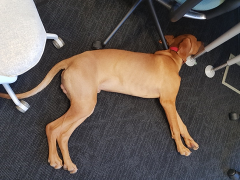 Dog tired after a day of work at the office