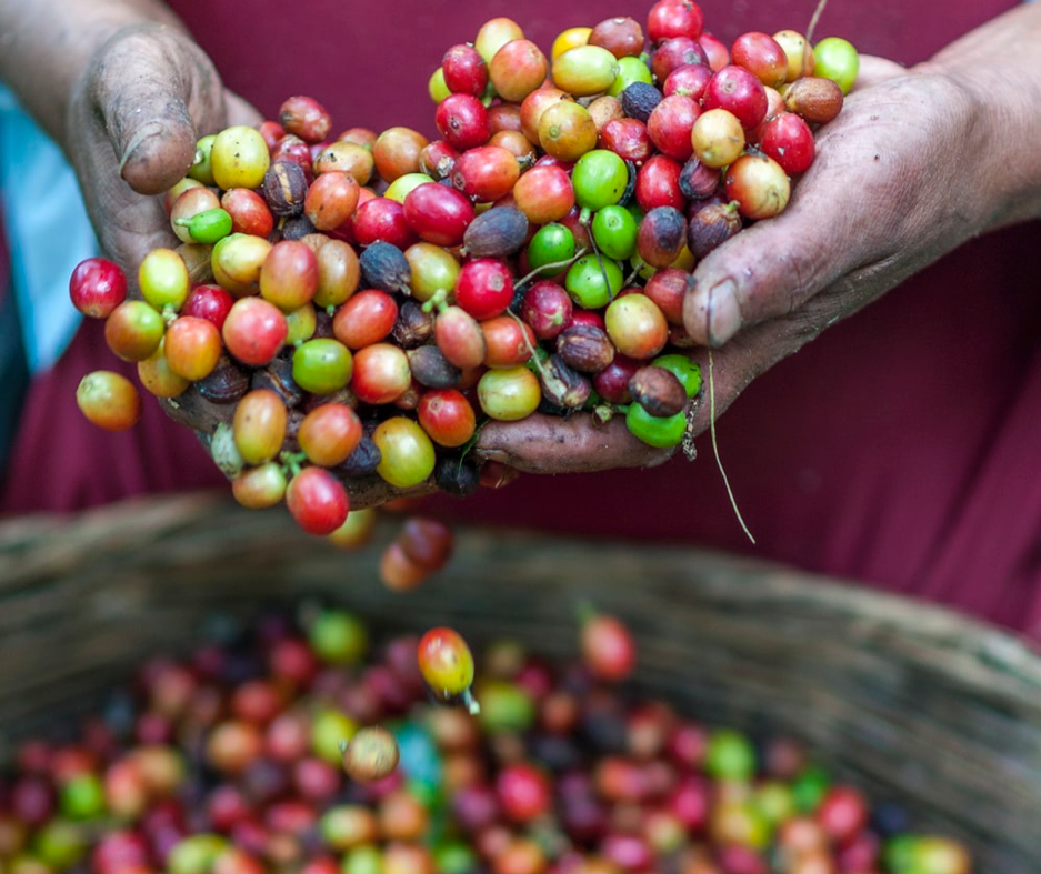 Man holding picked coffee cherries in his hands