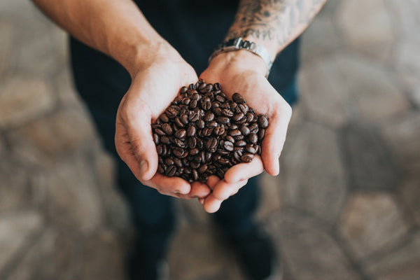 A person with tattoos and a watch on their arm holding a pile of coffee beans. 