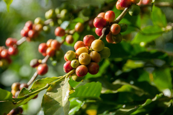 Bunches of coffee beans growing on coffee plants with green leaves.