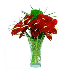Red Anthurium Flowers