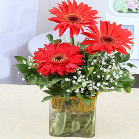 Red Gerberas in a Glass Vase