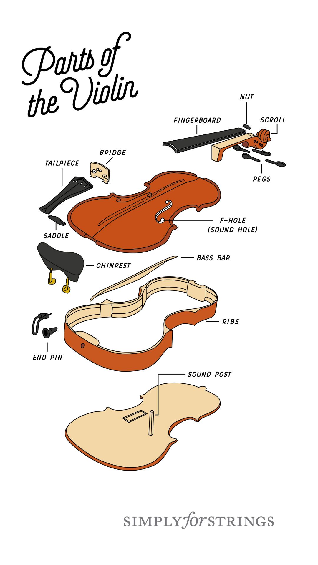 Parts of the Violin