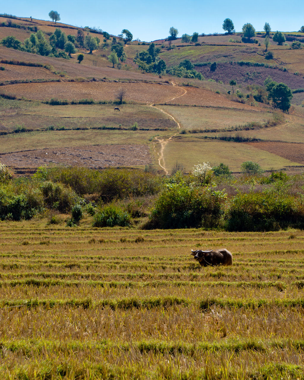 Paysages multicolores et buffalos un peu partout ! 