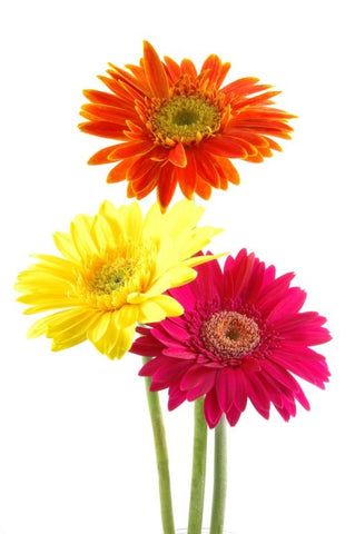 Image of 3 daisies