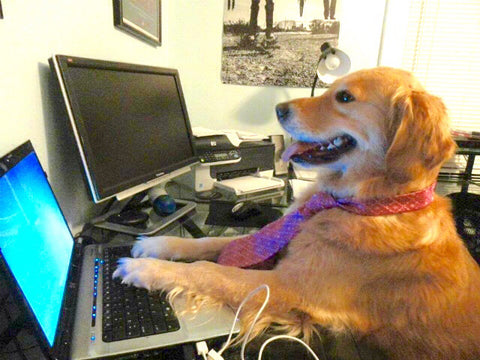 Dog at computer doing customer service.