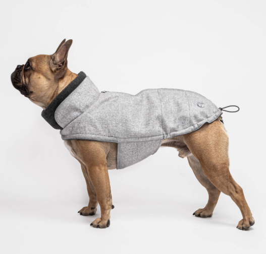 Flannel - French Bulldog special