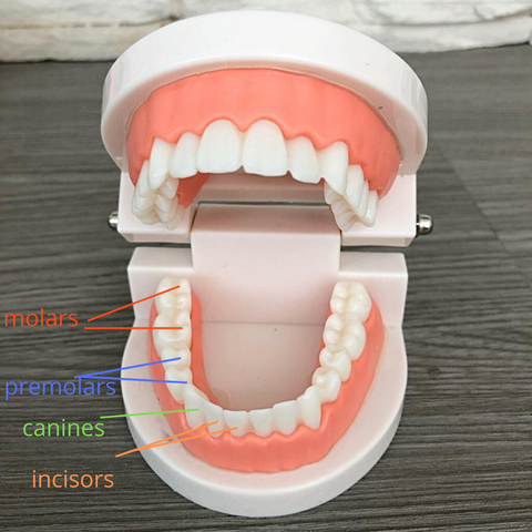 teeth model and names