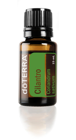 Cilantro  Coriandrum sativum